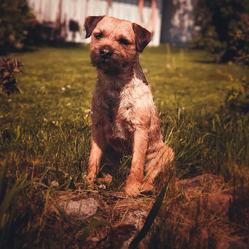 Wilson, Our Border Terrier Wilson, Our Border Terrier